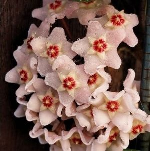 Meet your Posher, Sally